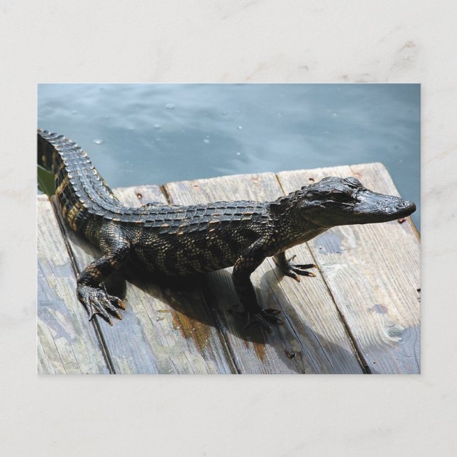 Baby Gator Postcard (Front)