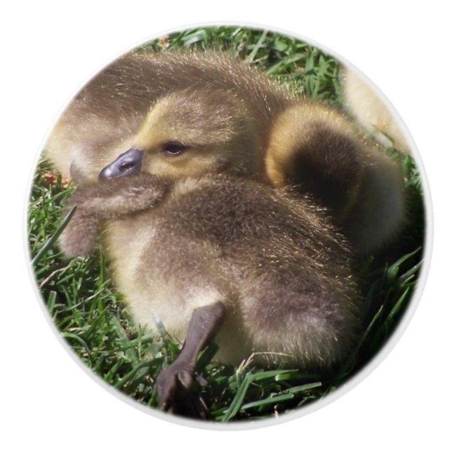 Baby Geese Gosling Birds Wildlife Animal Knob (Front)
