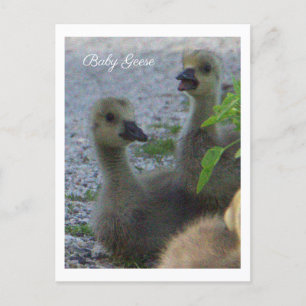 Baby Geese Photo Postcard