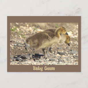 Baby Geese Photo Postcard
