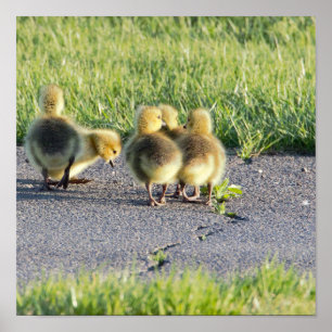 Baby Geese Photo Poster