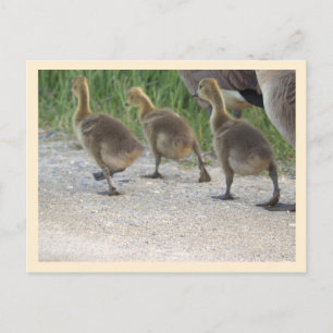 Baby Geese Postcard