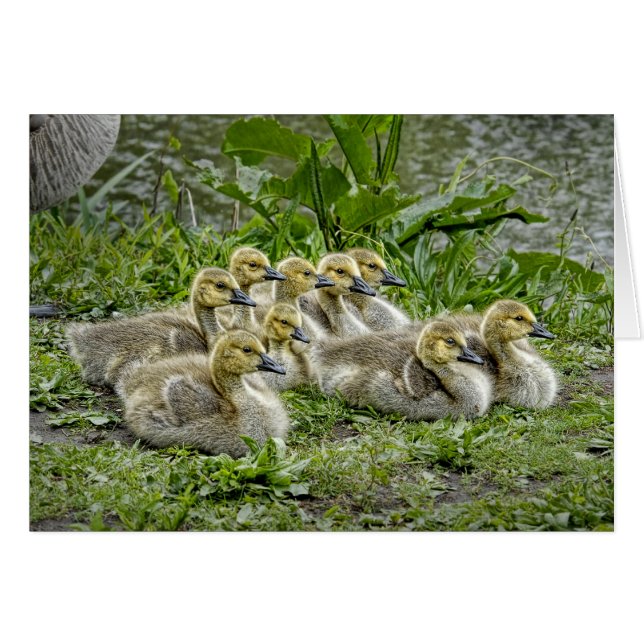 Baby Geese with Heads Up (Front Horizontal)
