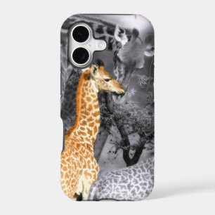 Baby Giraffe