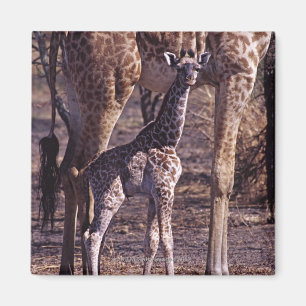 Baby giraffe and mother, Tanzania Magnet