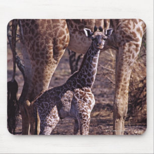 Baby giraffe and mother, Tanzania Mouse Pad