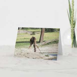 Baby Giraffe (Calf) Drinking Wildlife Animal Photo Card