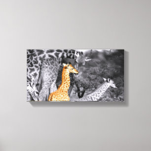 Baby Giraffe Canvas Print