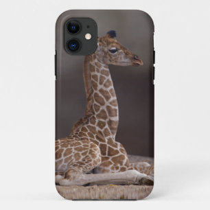 Baby Giraffe iPhone 5 Case-Mate Case