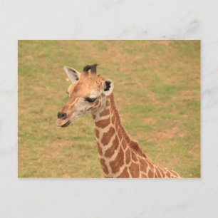 Baby Giraffe Postcard