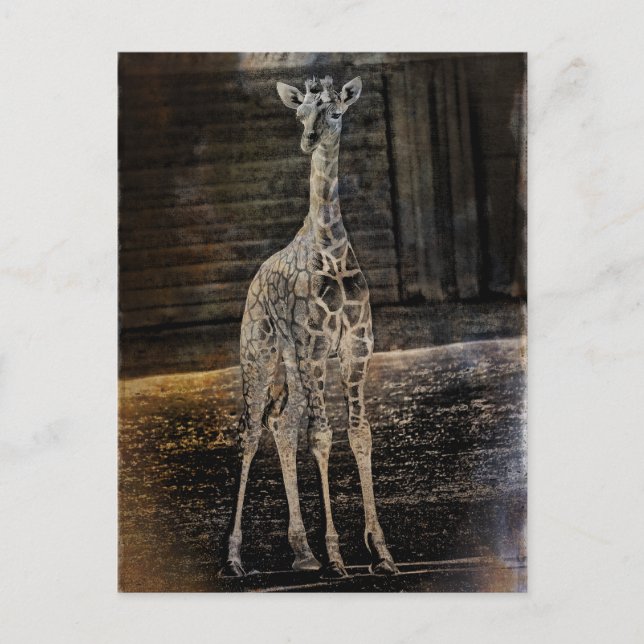Baby Giraffe Postcard (Front)