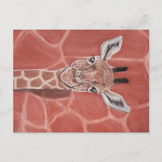 Baby Giraffe Postcard