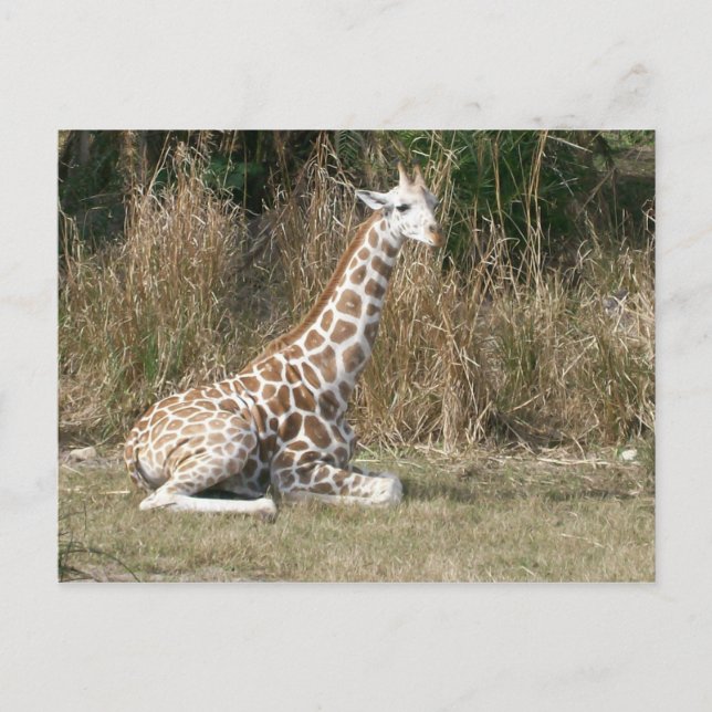 Baby Giraffe Postcard (Front)
