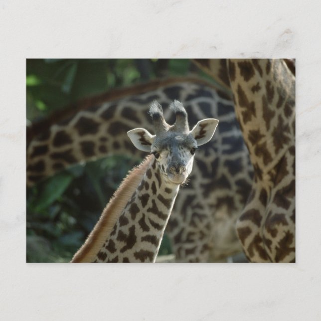 Baby Giraffe Postcard (Front)
