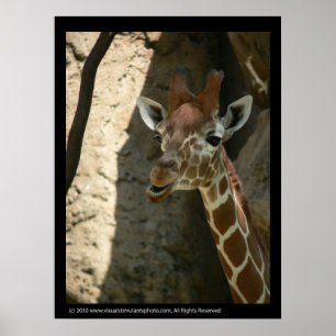 Baby Giraffe Poster Prints