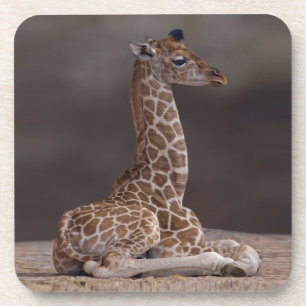 Baby Giraffe Set of 6 Coasters