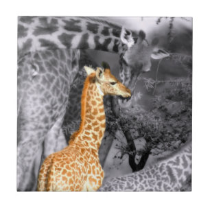 Baby Giraffe Tile