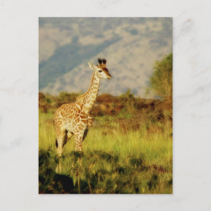 Baby Giraffe wildlife postcards
