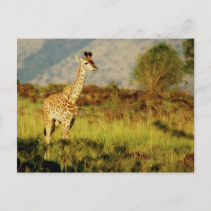 Baby giraffe wildlife postcards