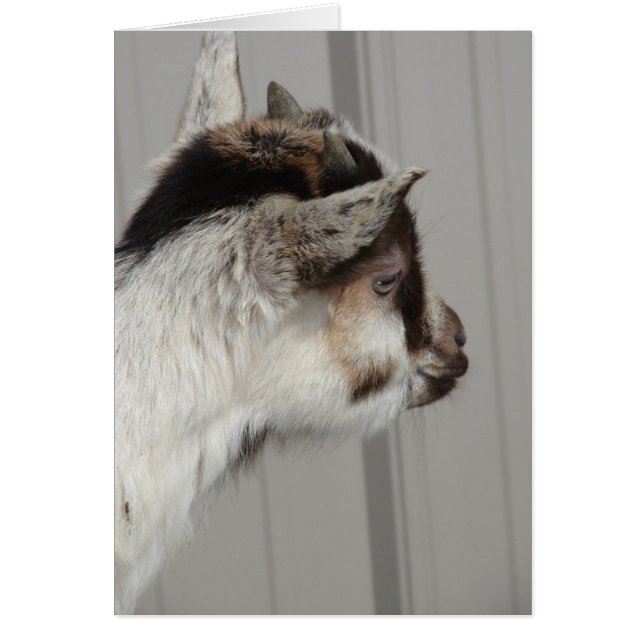 Baby Goat (Front)