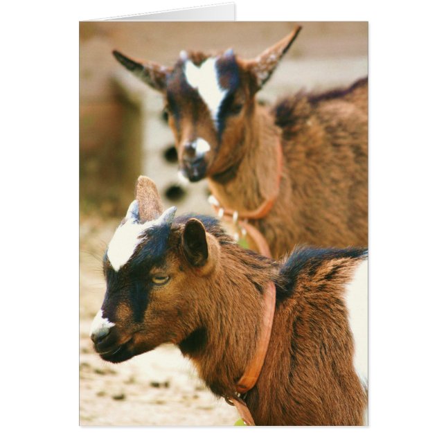 baby goat (Front)