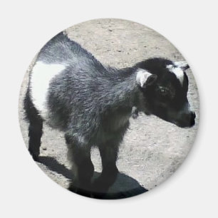 Baby Goat at the Zoo image Magnet