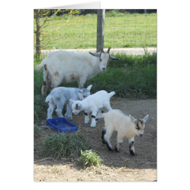 Baby Goat Family (Front)