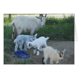 Baby Goat Family
