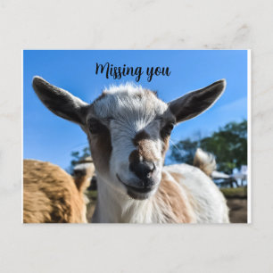 Baby goat greeting postcard