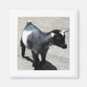 Baby Goat Magnet