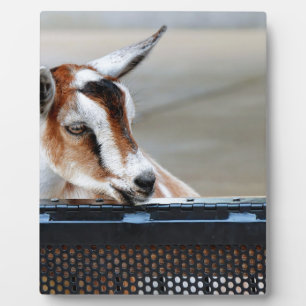 Baby Goat Plaque