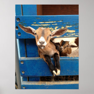 Baby Goat Poster