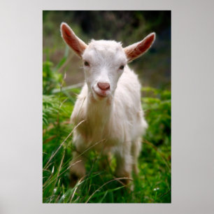 Baby goat Poster
