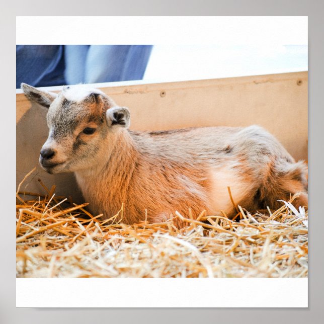 Baby Goat Poster (Front)