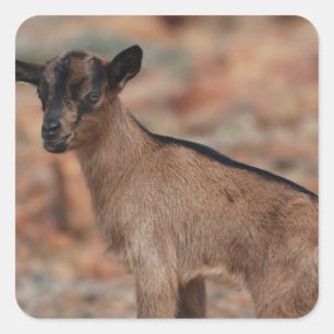 Baby Goat Square Sticker