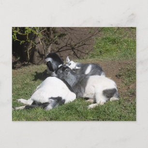 Baby Goats Enjoying the Sun Postcard