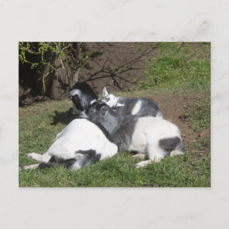 Baby Goats Enjoying the Sun Postcard