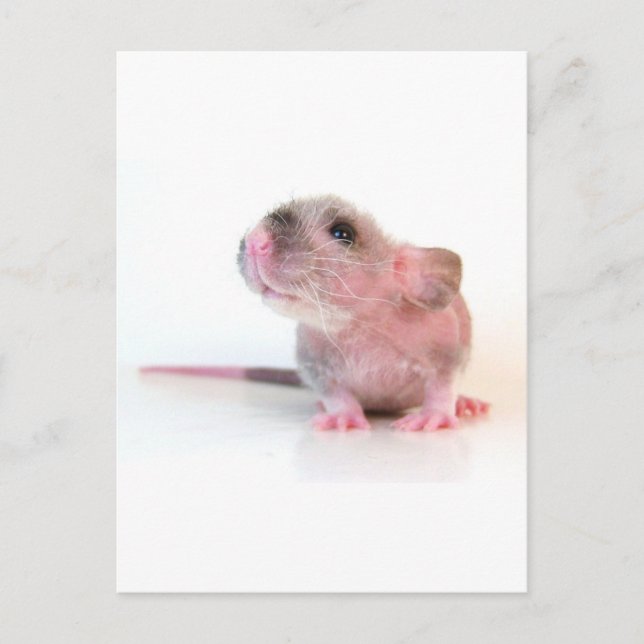 Baby Gobi Rat Postcard (Front)