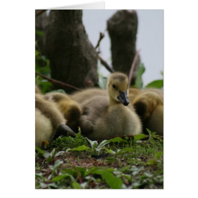Baby Goose (Front)