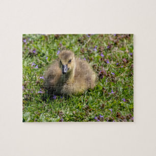 Baby Goose (Gosling) Jigsaw Puzzle