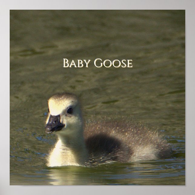 Baby Goose Photo Poster (Front)