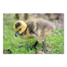 Baby Goose
