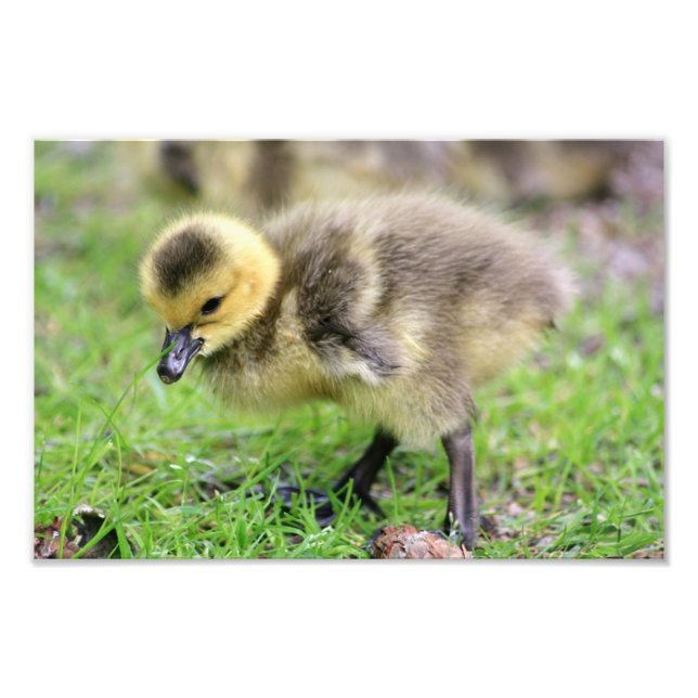 Baby Goose Photo Print (Front)