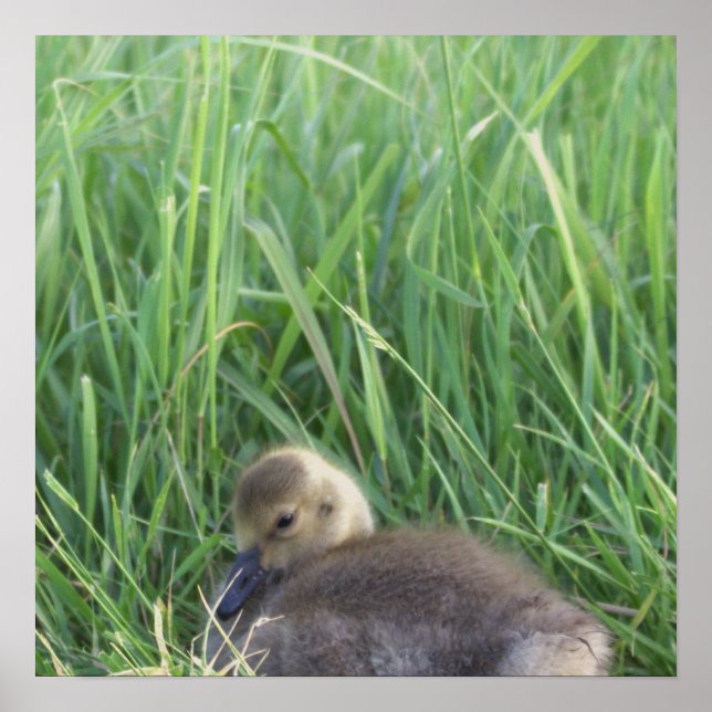 Baby Goose Poster (Front)