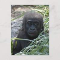 Baby Gorilla 4x6 Postcard