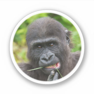 Baby Gorilla Cuteness