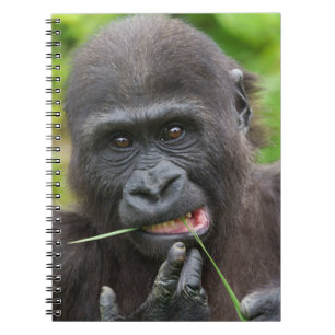 Baby Gorilla Cuteness Notebook