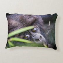 Baby gorilla of Rwanda Africa