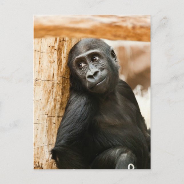 Baby gorilla postcard (Front)