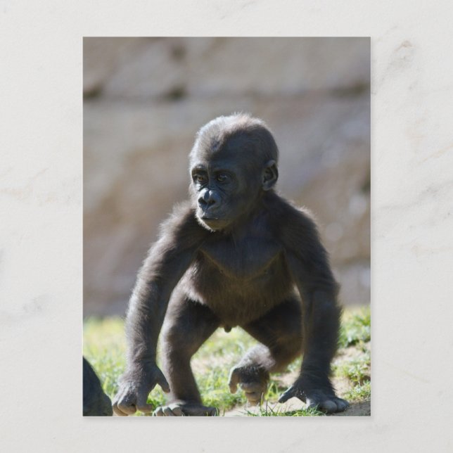 Baby Gorilla Postcard (Front)